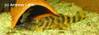 Peckoltia_sp_Manaus_von_Andreas_L_hle.jpg