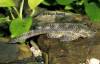 Ancistrus_sp_RIO_ANAPU_.jpg
