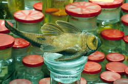 Lasiancistrus_brevispinnis1.jpg