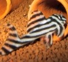 Benutzerbild von Zebrawels