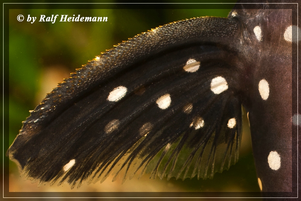 Datenbank IGBSSWNord am 21.05.2010 Powered by ReviewPost