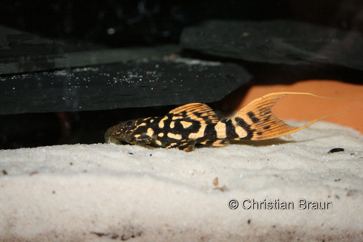 L-Welse.com Datenbank - Pseudacanthicus sp. 