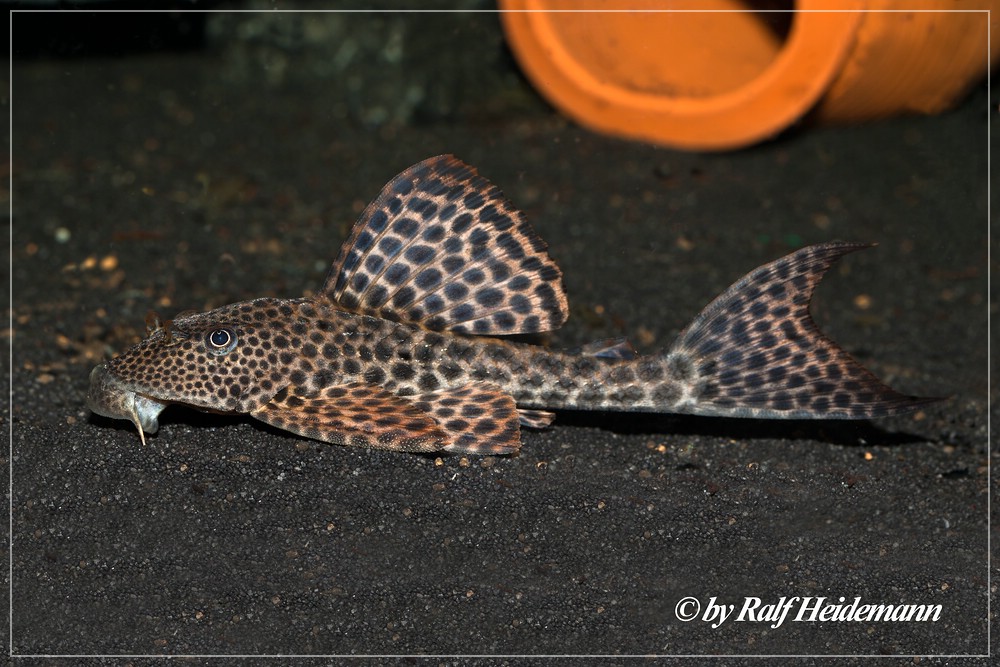 Datenbank Hypostomus sp.
