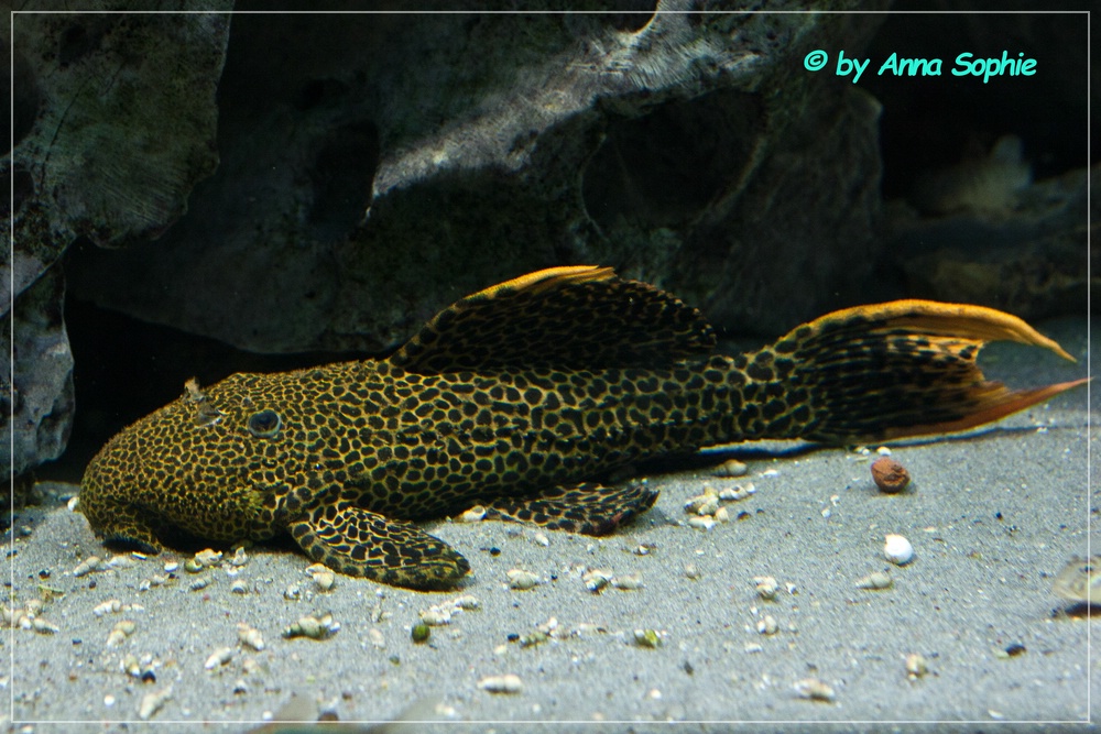 L-Welse.com Datenbank - Pseudacanthicus sp. "L 114" - Powered by ReviewPost
