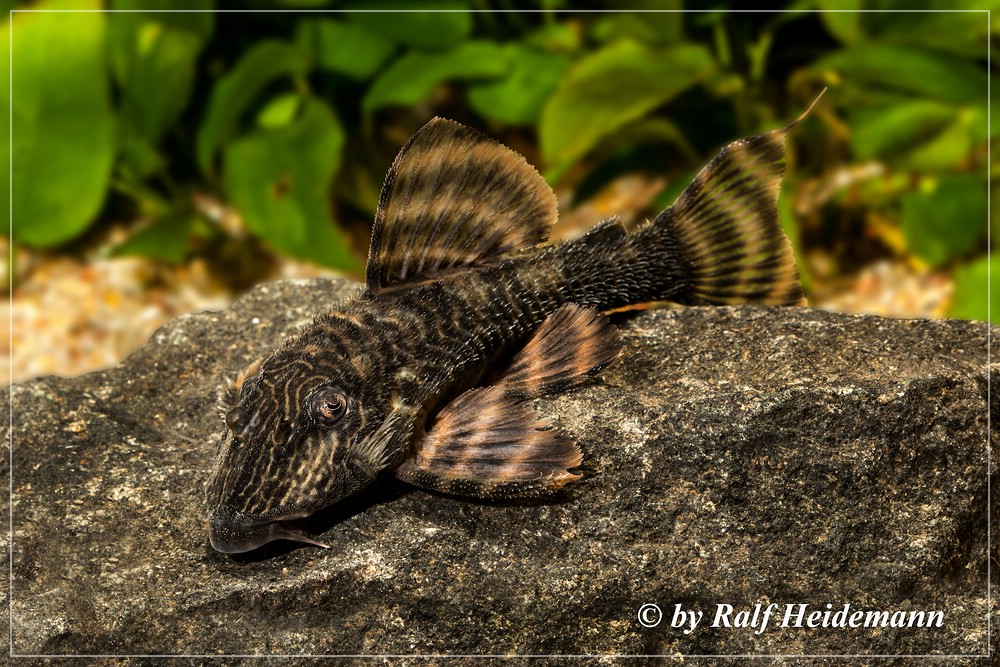 Номерной сом панак. Сом каталог с ценами. Суматранский сомик. Анциструс l216. Сом каталог с ценами.