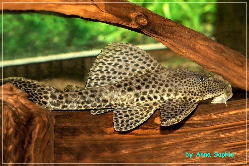 Datenbank Hypostomus robinii Powered by ReviewPost