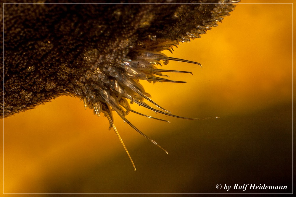 Datenbank Lasiancistrus heteracanthus Powered by ReviewPost