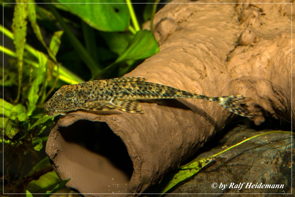 Datenbank Harttia duriventris Powered by ReviewPost