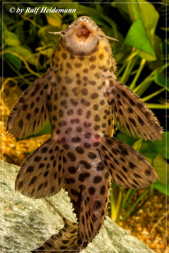 Datenbank Pseudacanthicus cf. spinosus 