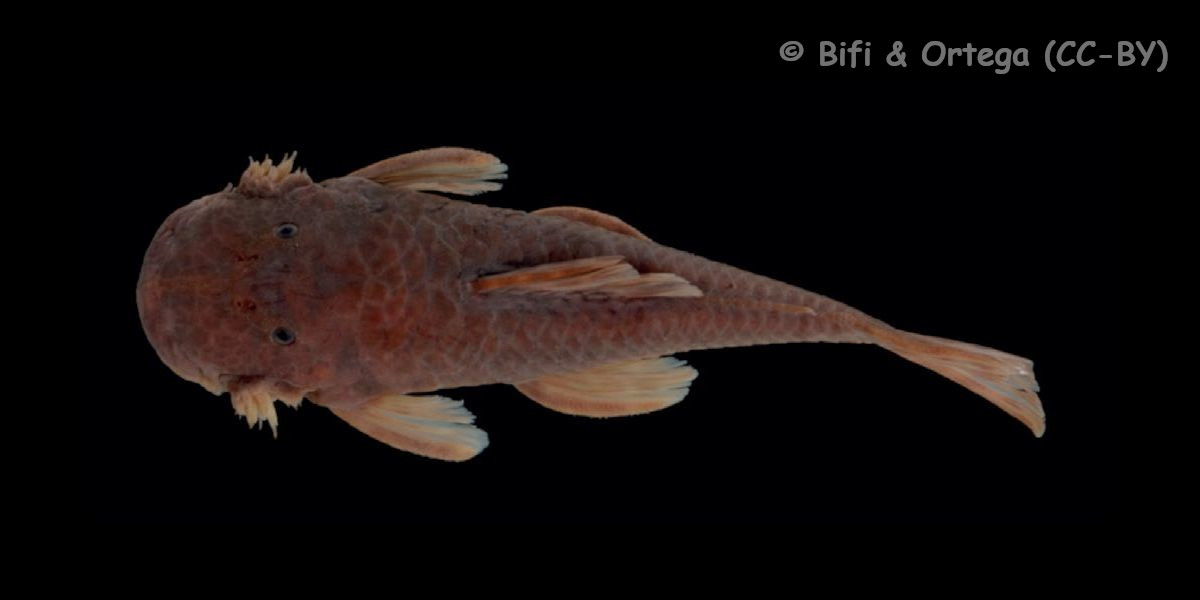 Datenbank Ancistrus greeni Powered by ReviewPost