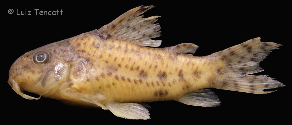 Datenbank Corydoras flaveolus Powered by ReviewPost