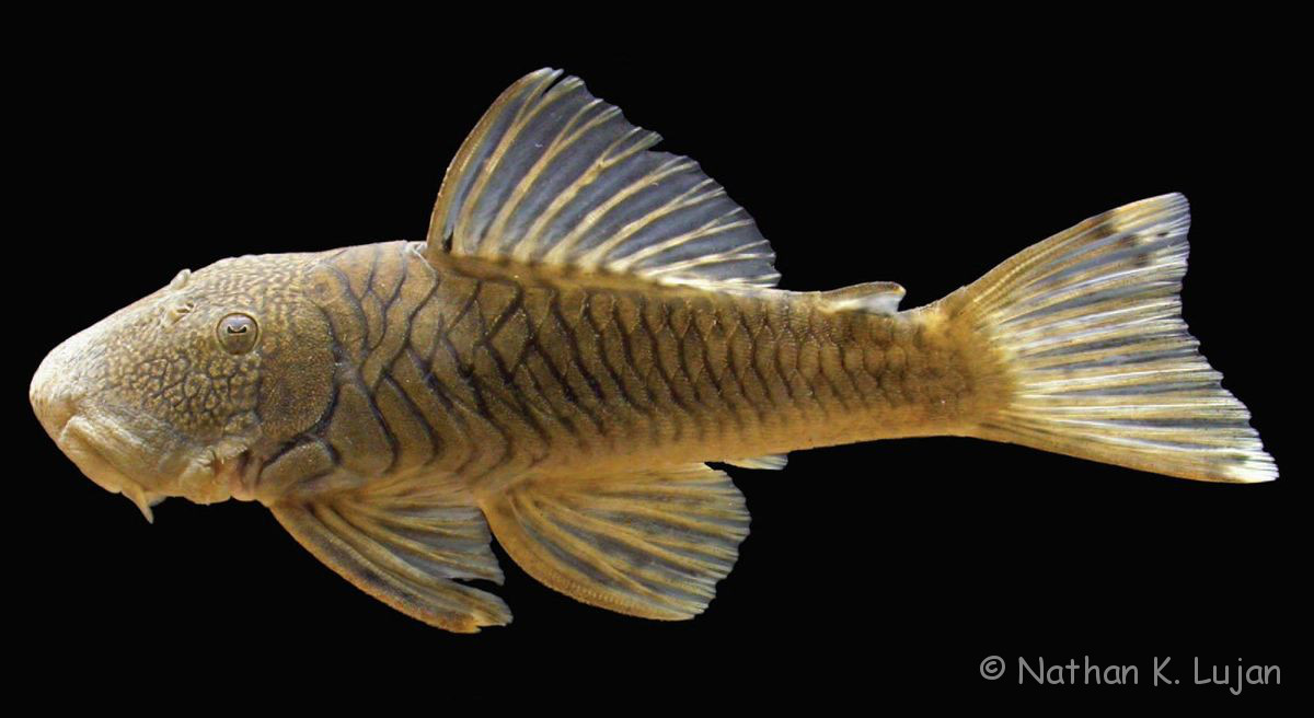 Datenbank Chaetostoma breve Powered by ReviewPost