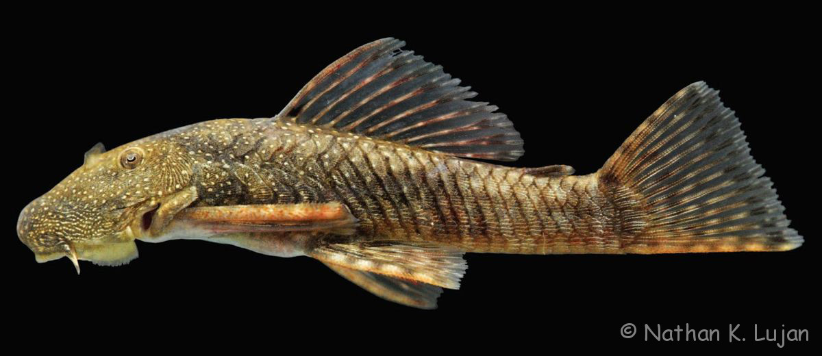 Datenbank Chaetostoma microps Powered by ReviewPost