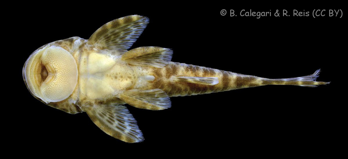 Datenbank Eurycheilichthys luisae Powered by ReviewPost