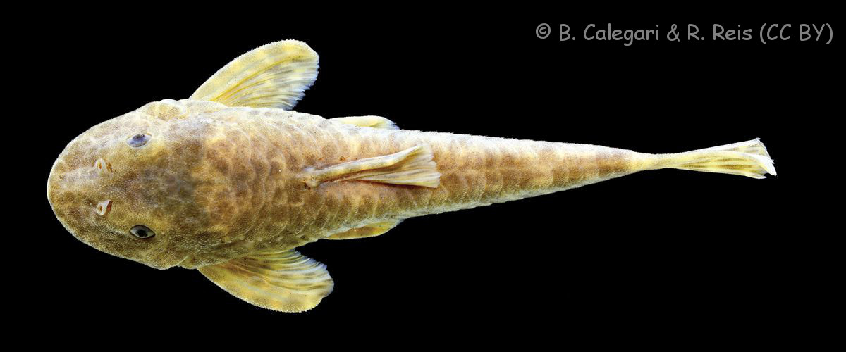 Datenbank Eurycheilichthys planus Powered by ReviewPost