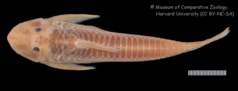 Datenbank Harttia loricariformis Powered by ReviewPost