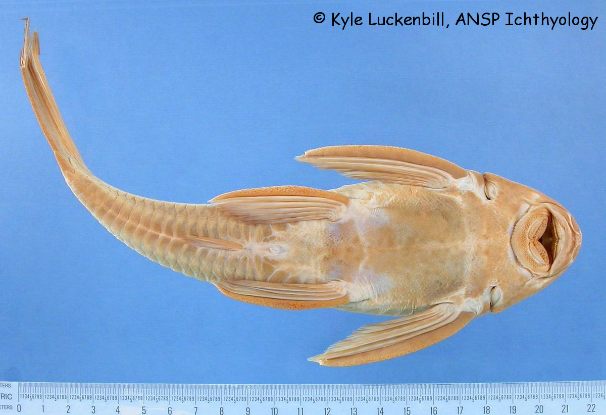 Datenbank Hypostomus aspilogaster Powered by ReviewPost