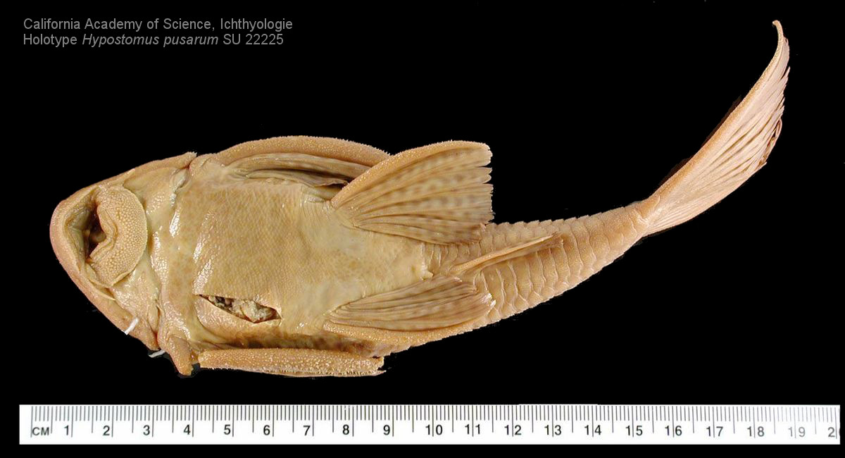 Datenbank Hypostomus pusarum Powered by ReviewPost