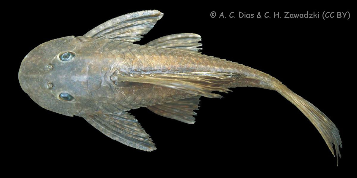 Datenbank Hypostomus strigaticeps Powered by ReviewPost