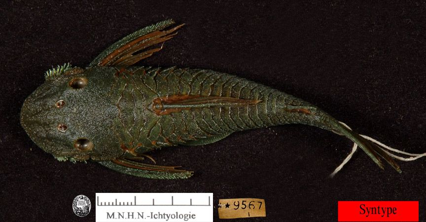 Datenbank Lasiancistrus guacharote Powered by ReviewPost