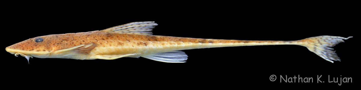 Datenbank Limatulichthys nasarcus Powered by ReviewPost