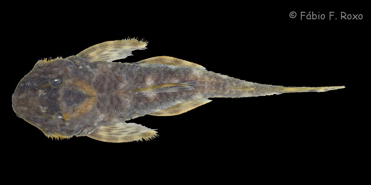 Datenbank Paralithoxus raso Powered by ReviewPost