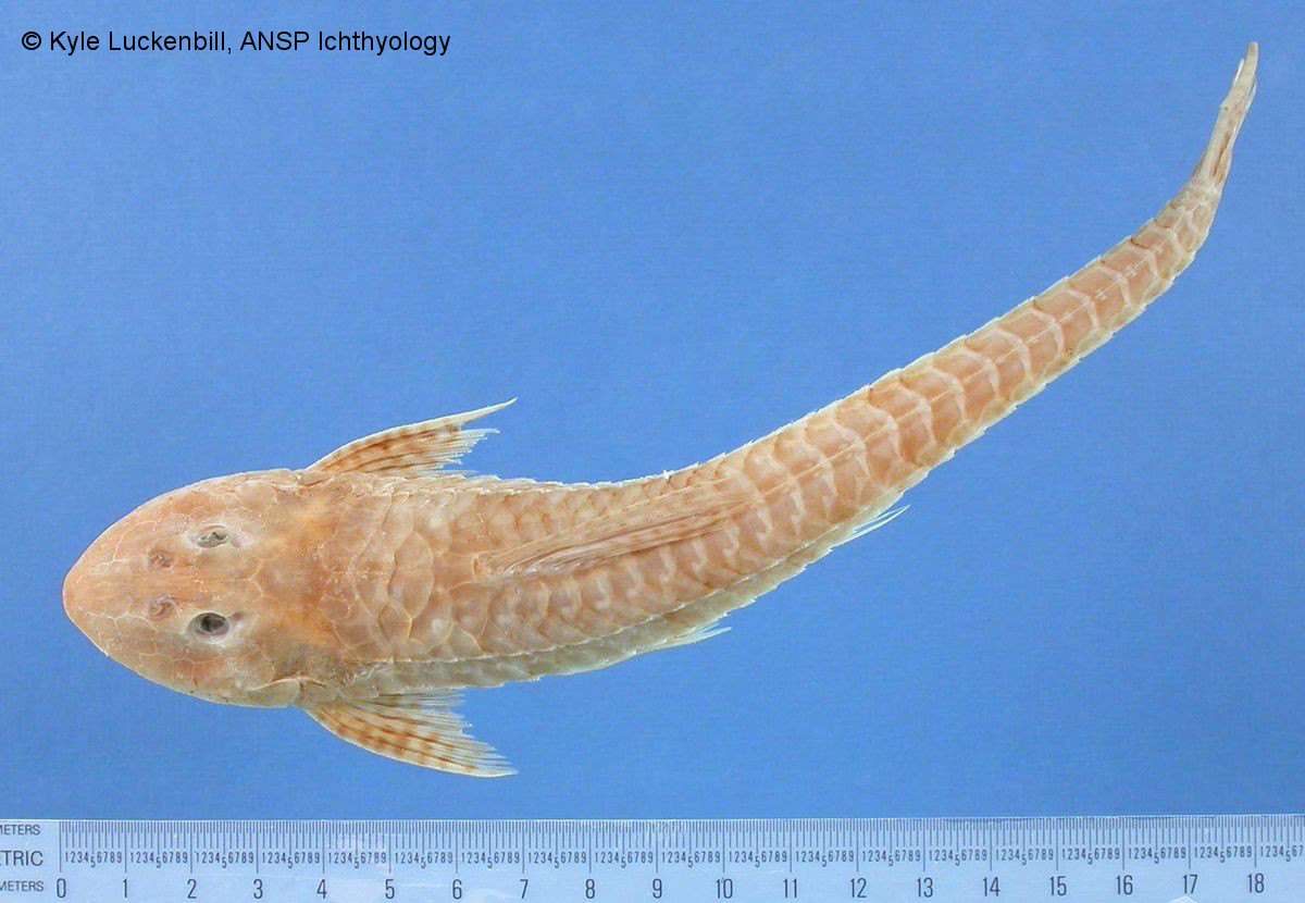 Datenbank Loricariichthys chanjoo Powered by ReviewPost