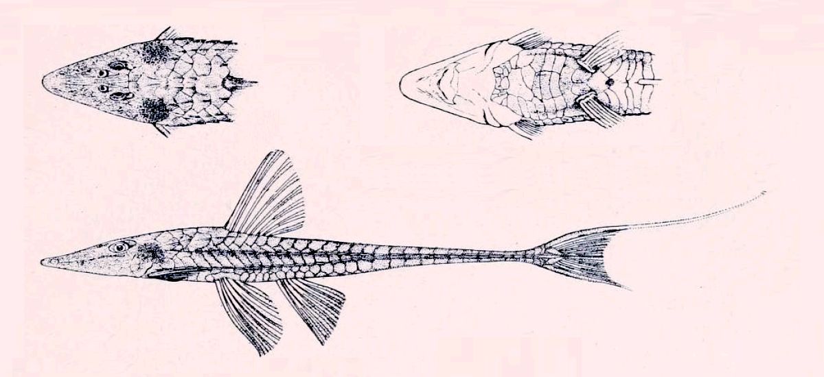 Datenbank Loricariichthys hauxwelli Powered by ReviewPost