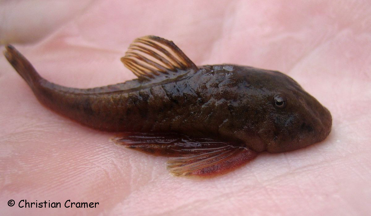 Pareiorhina brachyrhyncha