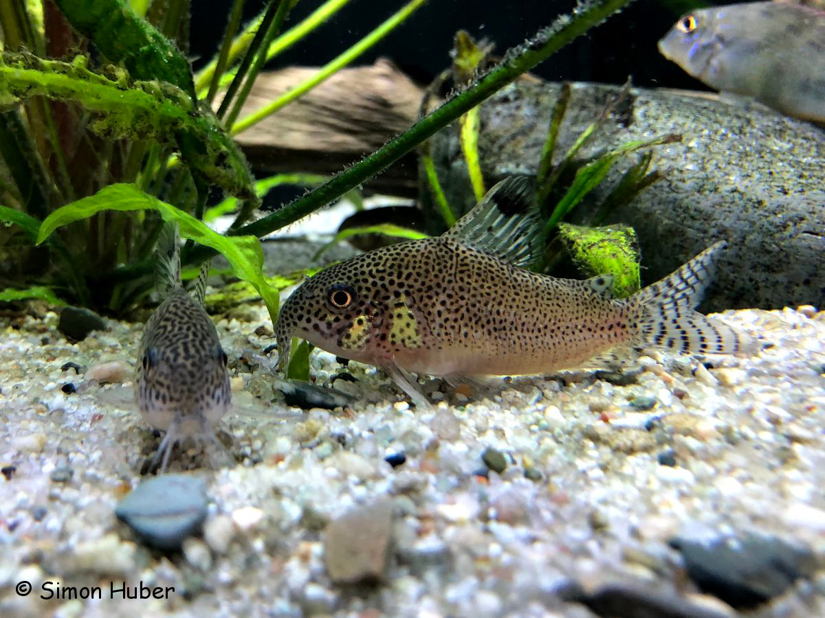 Datenbank Corydoras punctatus Powered by ReviewPost