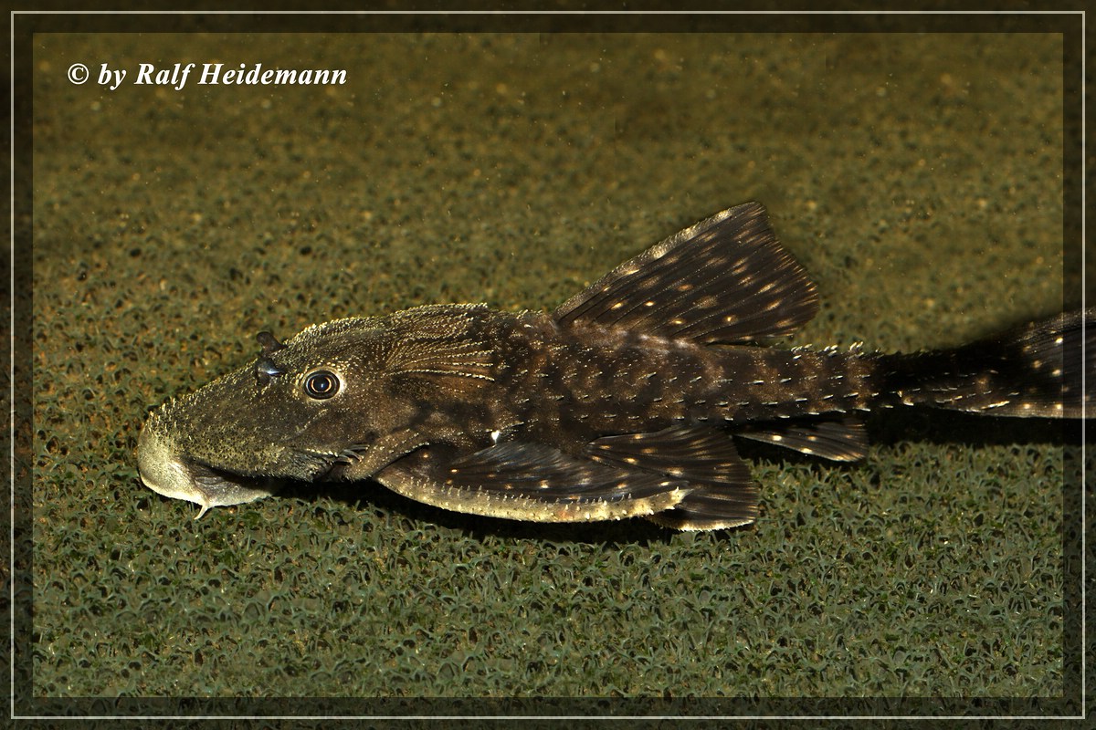 Datenbank Acanthicus adonis Powered by ReviewPost