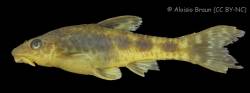 Otocinclus_flexilis_MCP_17414_a.jpg