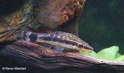 Otocinclus_macrospilus_von_Remo_Wiechert.jpg