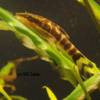 Otocinclus_cocama_10_von_Bill_Zeller.jpg