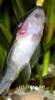 Otocinclus_macrospilus_5_von_Glenn_Axt.jpg