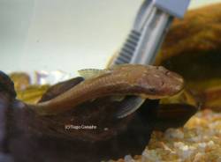 H_notopagus_1_TC.jpg