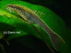 Hisonotus_leucofrenatus_4_von_Glenn_Axt.jpg