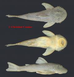 Isbrueckerichthys_calvus_MZUEL4949.jpg