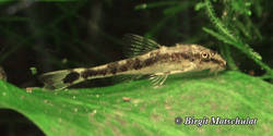 Otothyris_lophophanes_von_Birgit_Matschulat.jpg