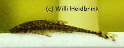 Oxyropsis_cf_wrightiana_von_Willi_Heidbrink.jpg