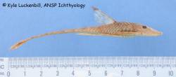 Harttia_caquetae_HT_lat_ANSP_71719_1200.jpg