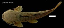 -Callichthys_fabricioi_Holotipo_IUQ_295_dorsal_DT.jpg