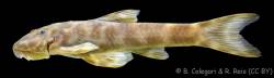 Eurycheilichthys_apocremnus_HT_MCP_40660_lat.jpg