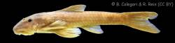 Eurycheilichthys_castaneus_HT_MCP_40664_lat.jpg