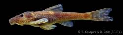 Eurycheilichthys_coryphaenus_HT_MCP_40665_lat.jpg