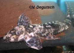 S_sp_Peru_Black_and_white_3.jpg