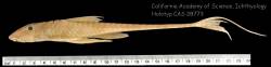 Spatuloricaria_gymnogaster_HT_CAS_28773_lat.jpg