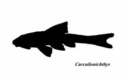 Curculionichthys_6004.jpg