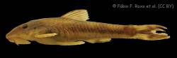 Curculionichthys_coxipone_HT_MZUSP_117380_lat.jpg