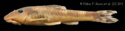 Curculionichthys_oliveirai_HT_MZUSP_115061_lat.jpg